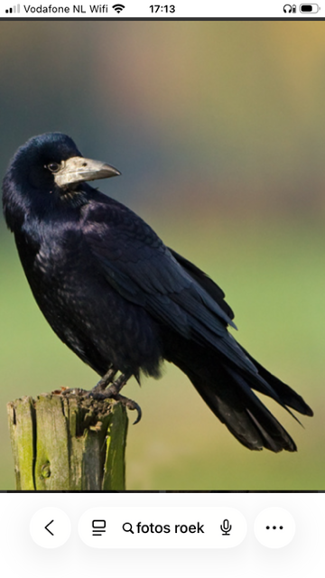 20260206 Roek (foto Frans)