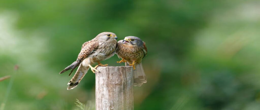 260225 Torenvalken - Ad van Gastel