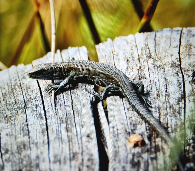 260203 Werkgroep reptielen foto 01