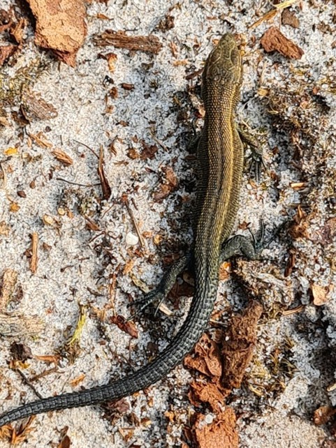 260203 Werkgroep reptielen foto 02