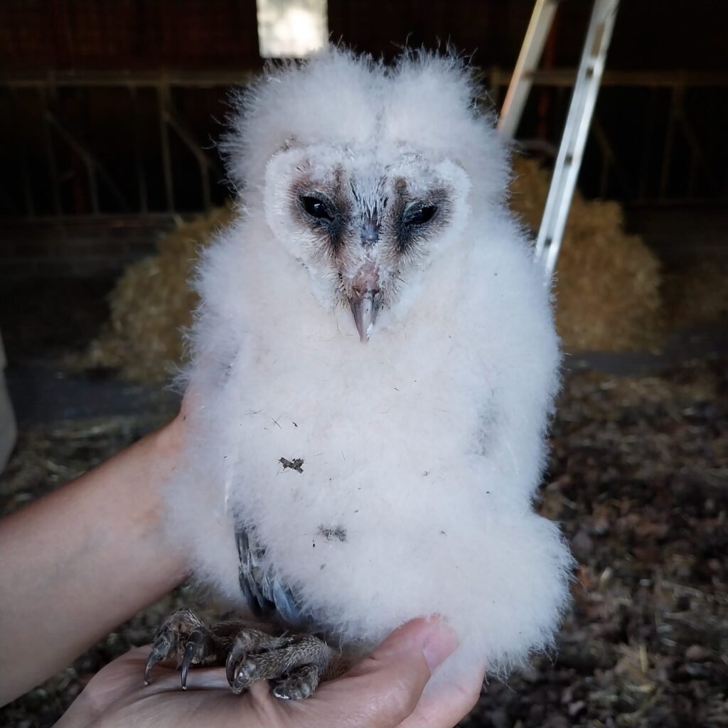 260209 Frans - Jonge kerkuil