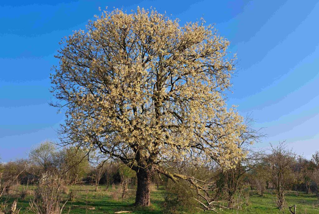 03 Kees - Wilg in bloei
