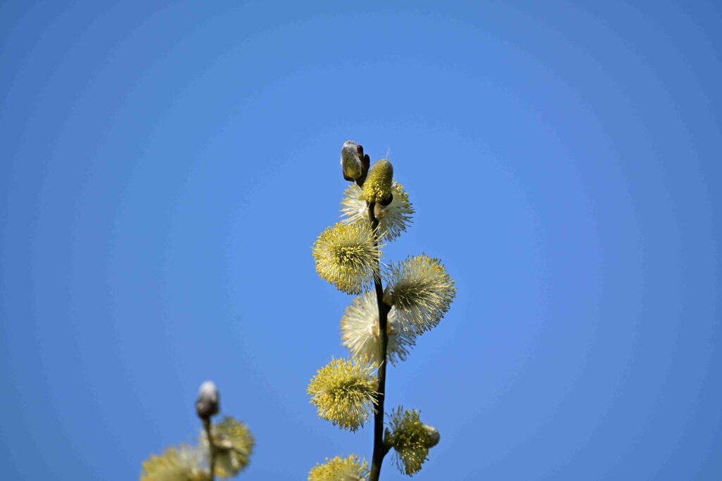 04 Kees - Wilgbloesem