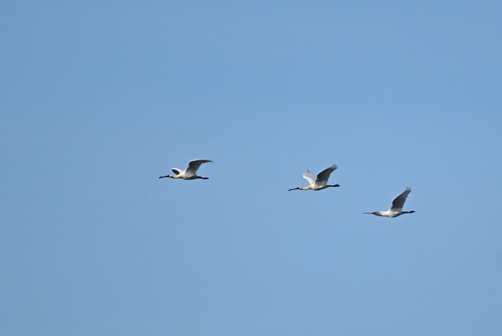 260301 Tiengemeten - 05 Lepelaars in vlucht