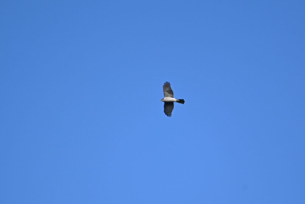 06 Kees - Sperwer (v)