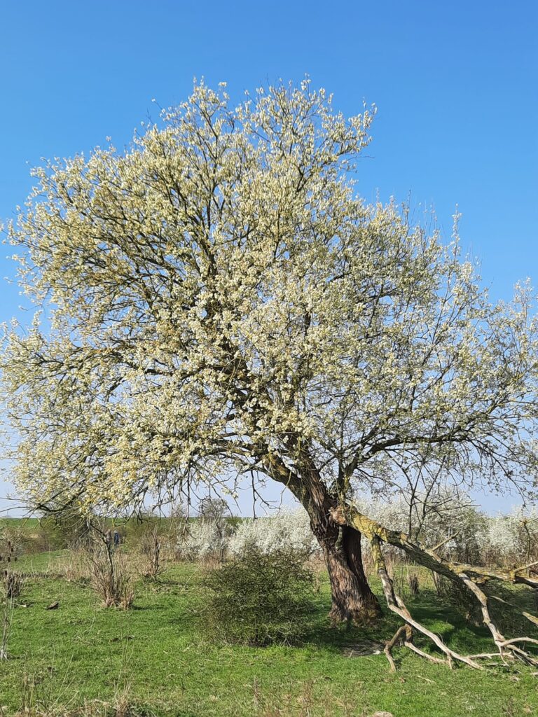 07 Gerard - Prunus in bloei