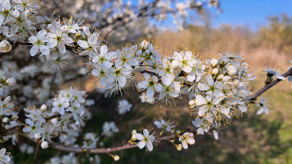 09 Kees - Sleedoorn in bloei