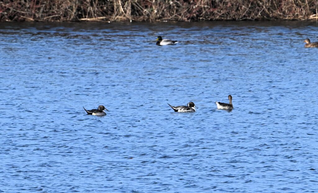 260301 Tiengemeten - 09 Pijlstaarten