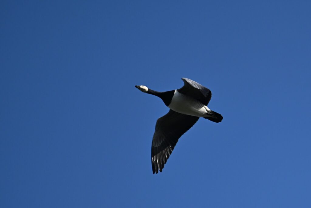 11 Kees - Brandgans in vlucht