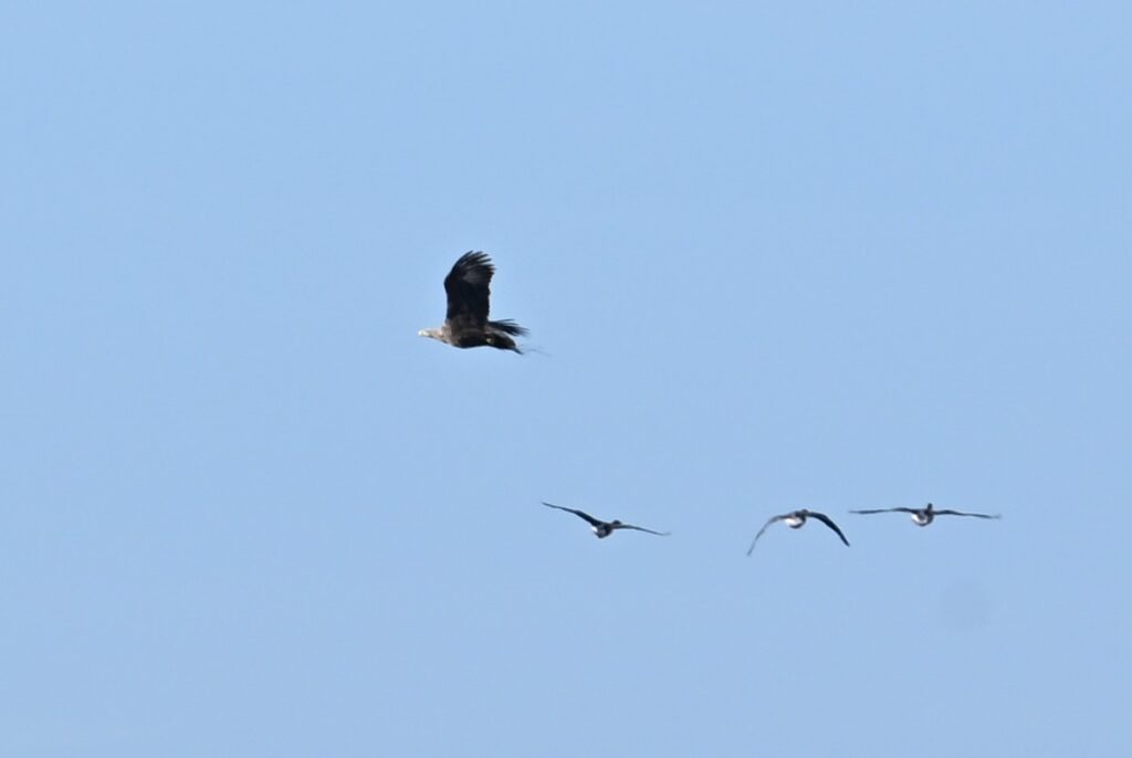 260301 Tiengemeten - 11 Zeearend in vlucht