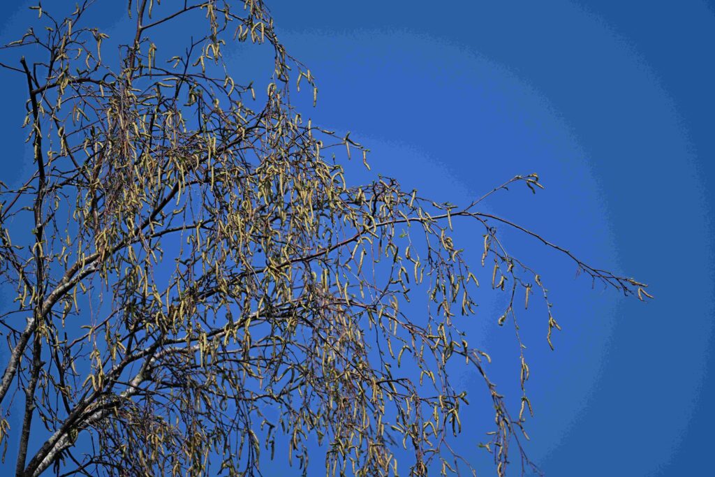 12 Kees - Berk in bloei