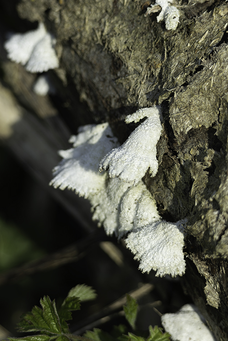 13 Heleen - Waaiertje op stam