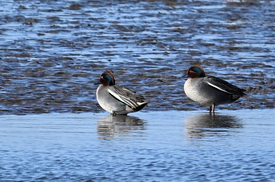 260301 Tiengemeten - 13 Wintertaling in waterrand