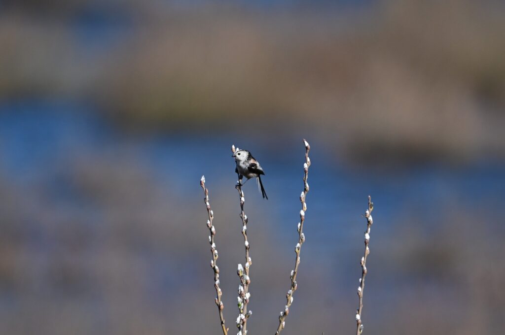 260301 Tiengemeten - 15 Staartmees