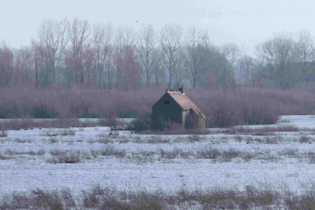 260301 Tiengemeten - 17 Huisje met aalscholvers in landschap