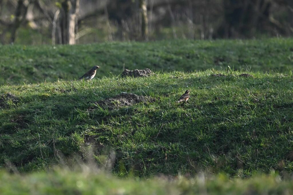 17 Kees - Kramsvogel en Koperwiek