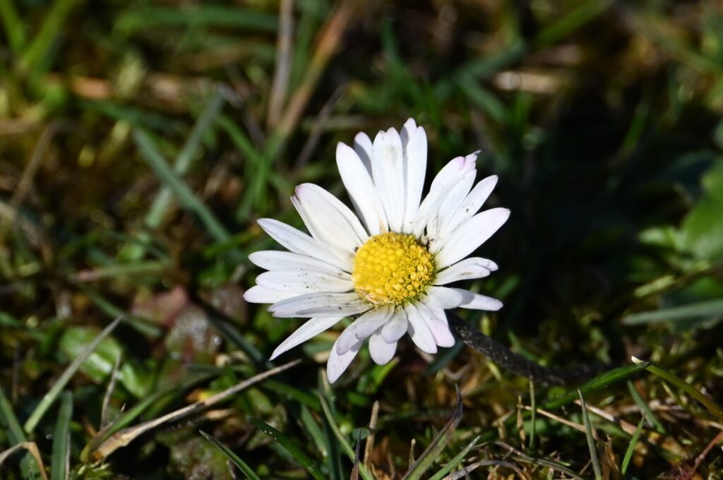 260301 Tiengemeten - 18 Madeliefje