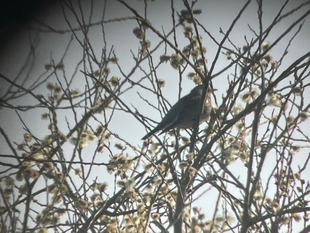 18 Rien - Kramsvogel