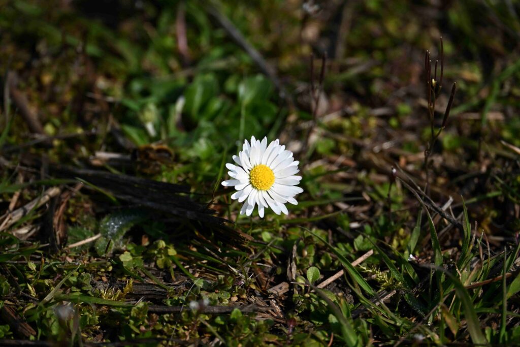 19 Kees - Madeliefje