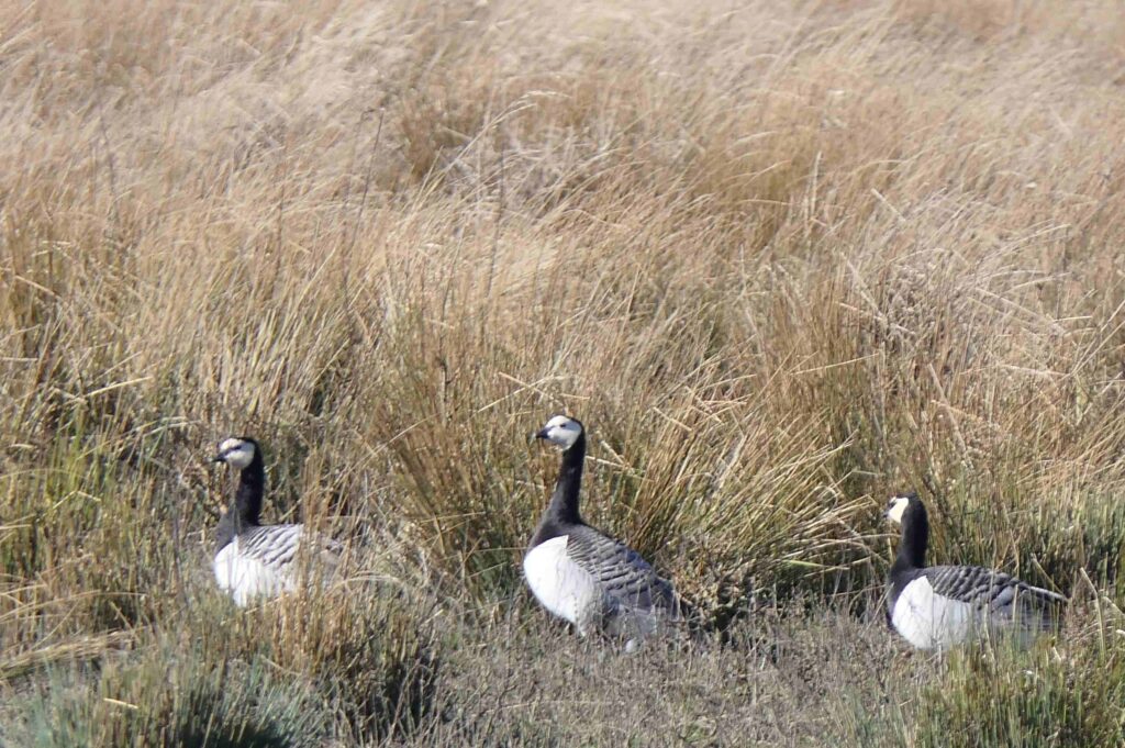 260301 Tiengemeten - 20 Brandganzen