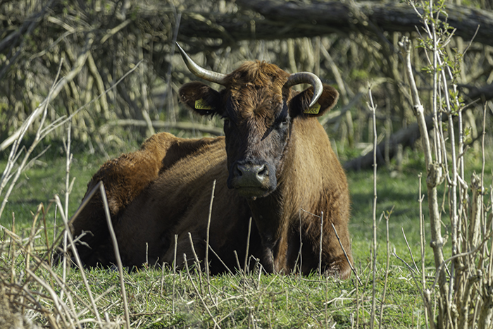 21 Heleen - Rode geus