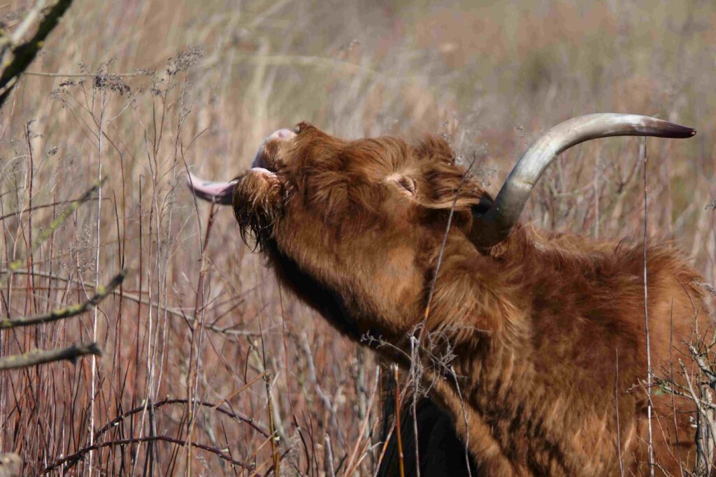 260301 Tiengemeten - 21 Schotse Hooglanders