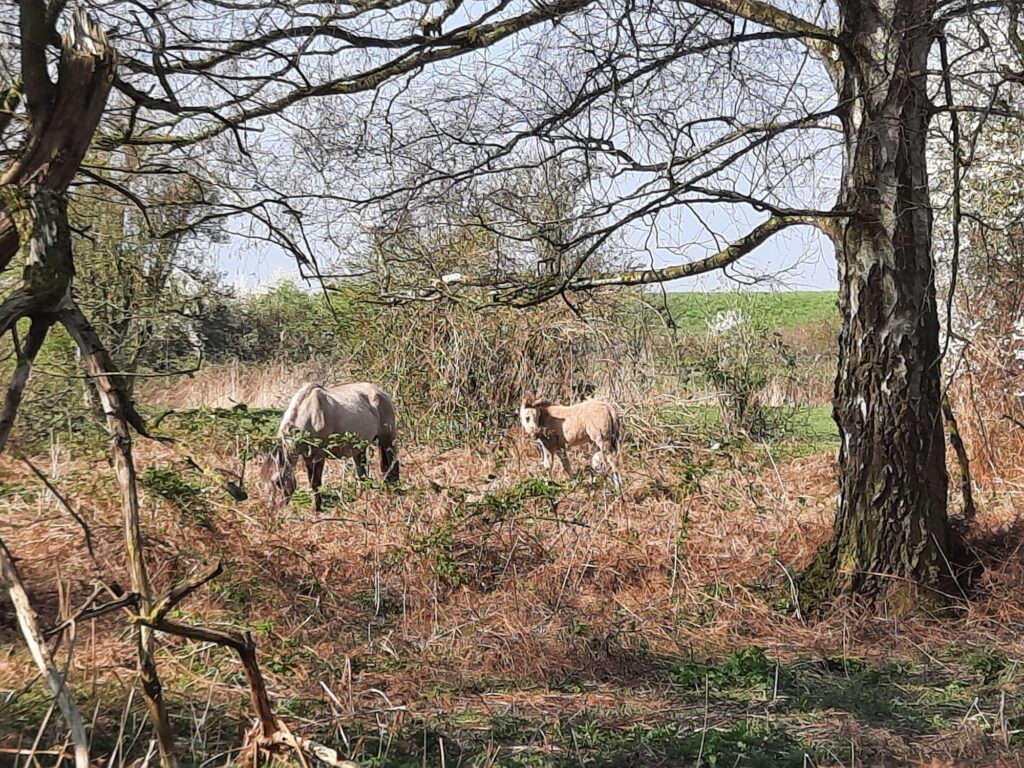 22 Gerard - Konikpaard moeder met veulen
