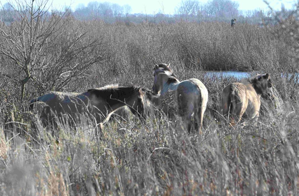 260301 Tiengemeten - 22 Konikpaarden