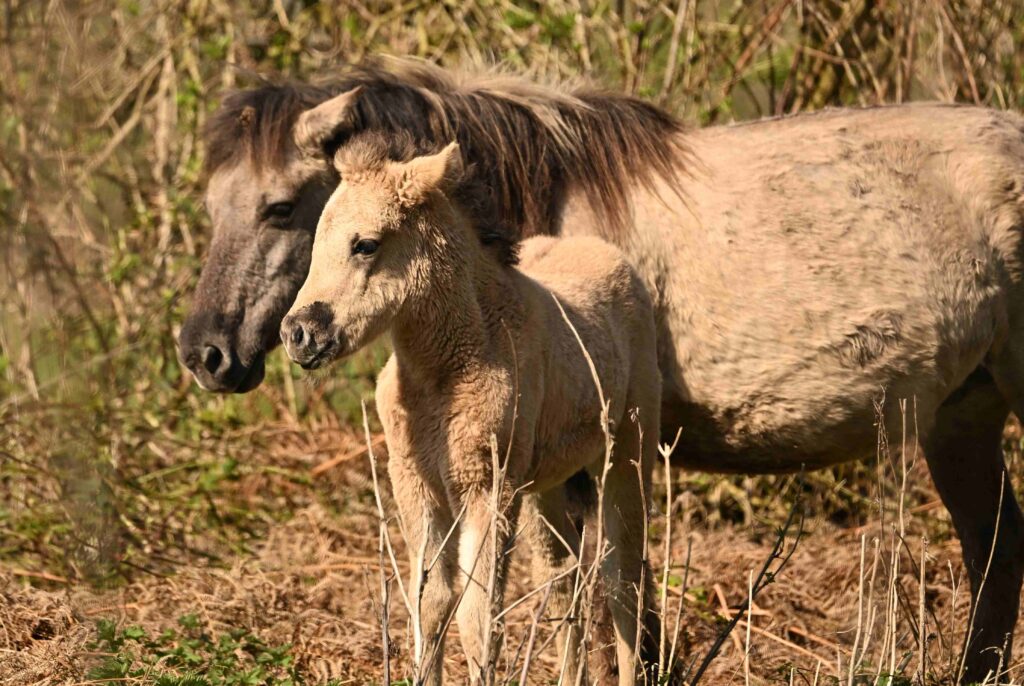 23 Kees - Konikpaard moeder met veulen