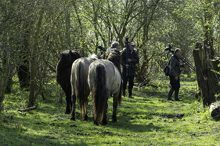 24 Heleen - Tussen de Konikpaarden