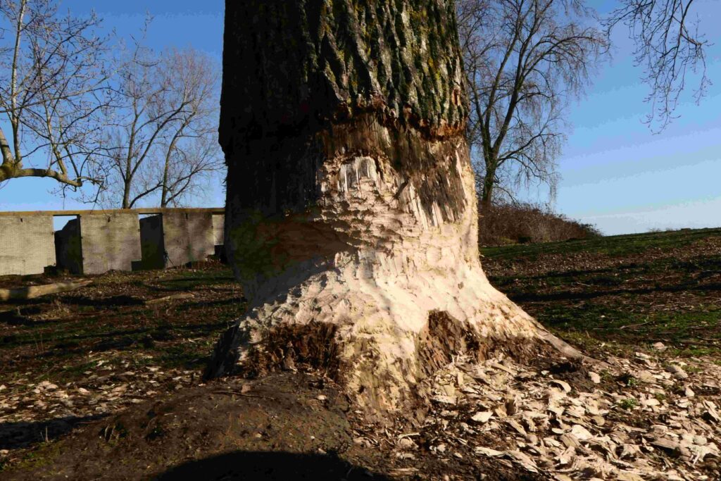 260301 Tiengemeten - 25 Bevervraat