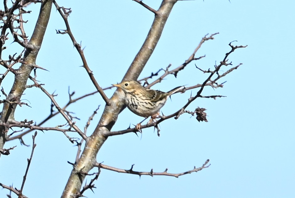 260301 Tiengemeten - 26 Graspieper