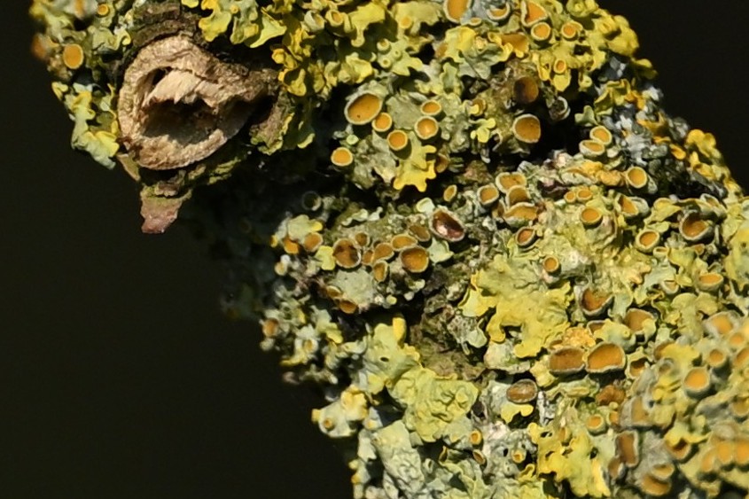 26 Kees - Groot dooiermos