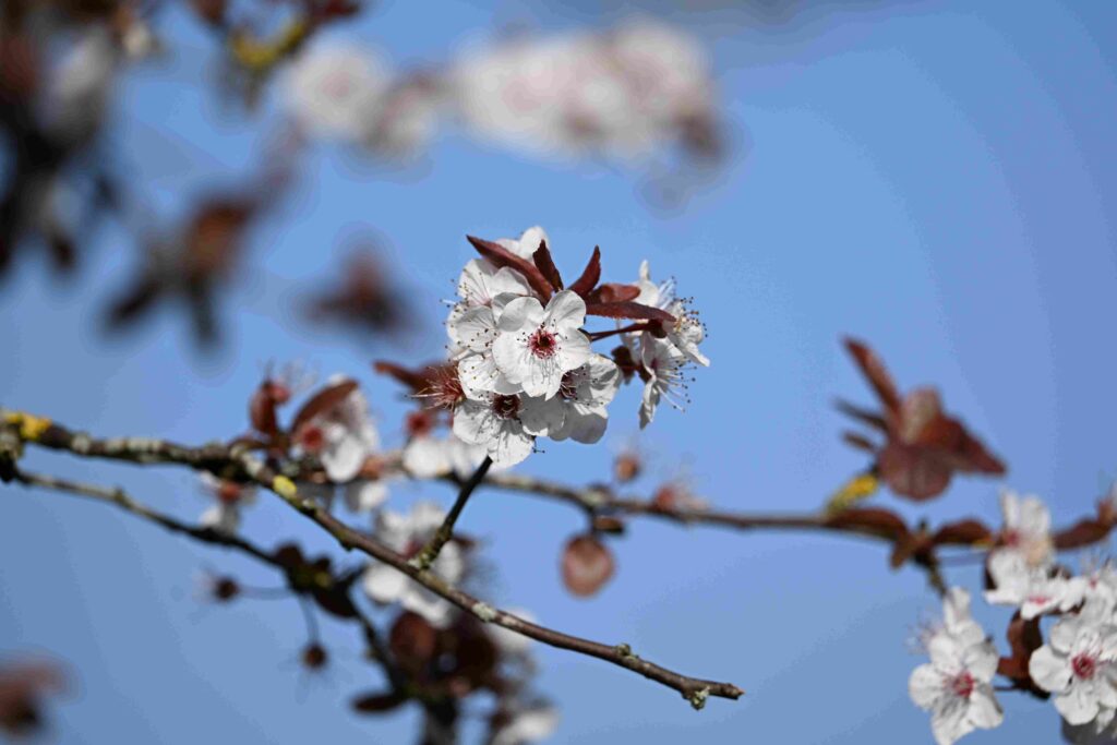 27 Kees - Kerspruim in bloei