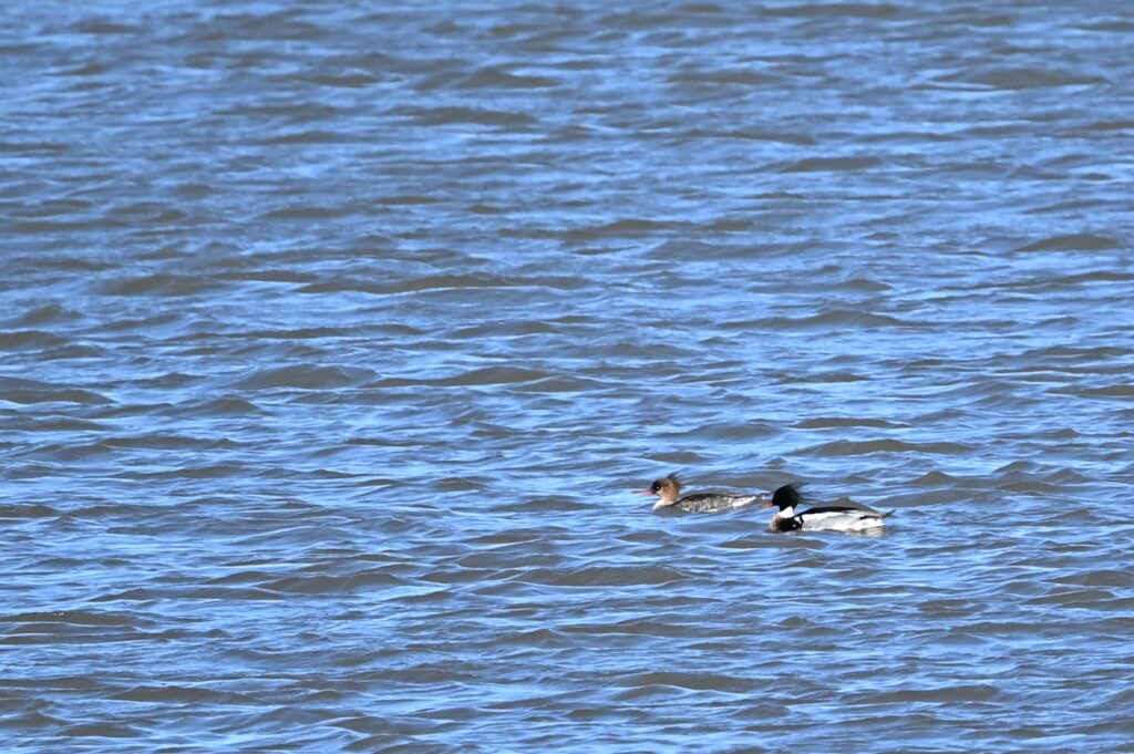 260301 Tiengemeten - 29 Middelste zaagbek (M en V)
