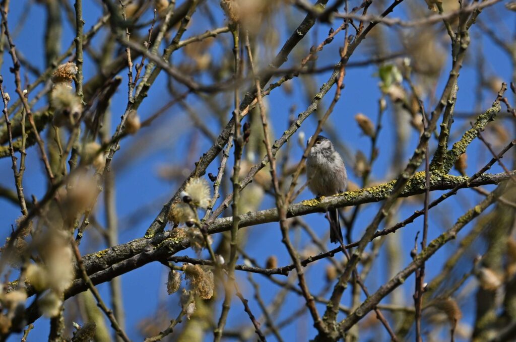 30 Kees - Staartmees