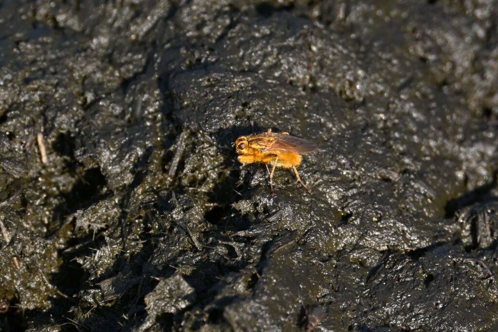 31 Kees - Strontvlieg