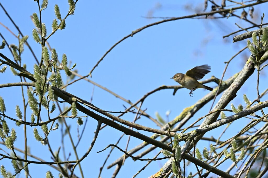 32 Kees - Tjiftjaf in vlucht