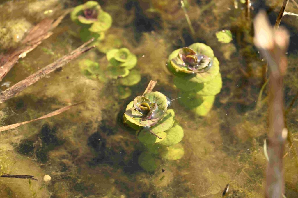 35 Kees - Moerashertshooi