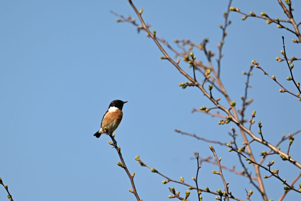 36 Kees - Roodborsttapuit