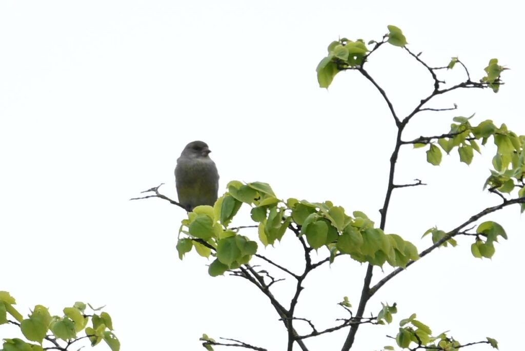 03 260425 Lage Vuchtpolder Breda - Groenling - Kees