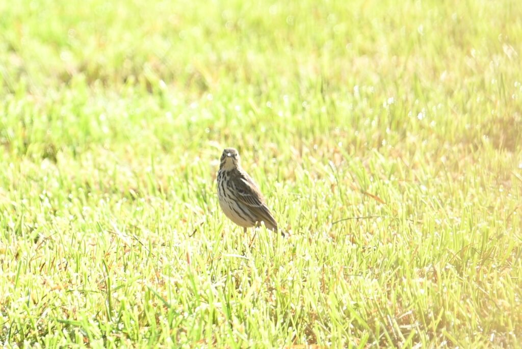 05 260425 Lage Vuchtpolder Breda - Graspieper in Gras - Kees