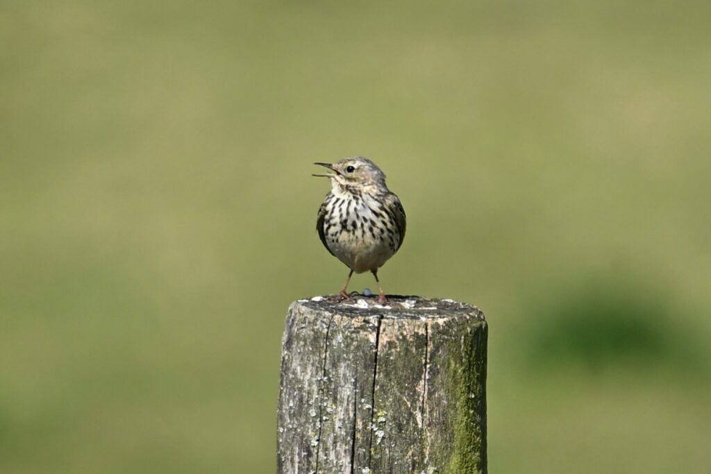 06 260425 Lage Vuchtpolder Breda - Graspieper op paal - Kees