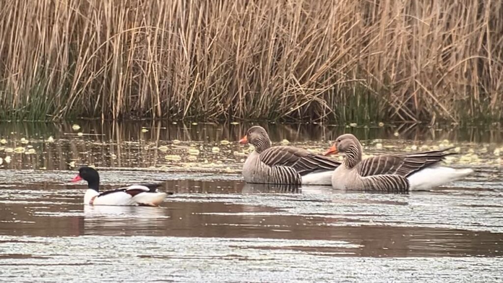 06 Matjes 260405 - Bergeend en Grauwe gans - foto Frans