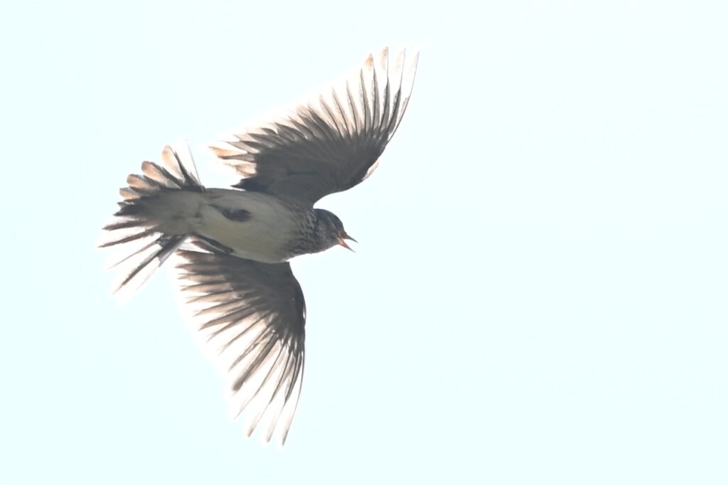 07 260425 Lage Vuchtpolder Breda - Graspieper - Kees