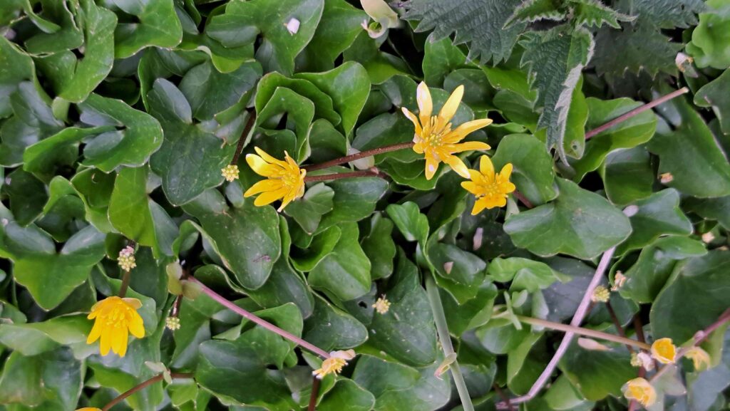 07 Matjes 260405 - Gewoon speenkruid - foto Kees