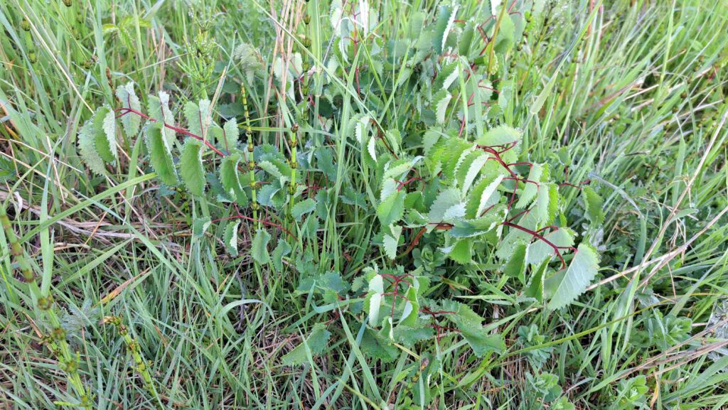 08 260425 Lage Vuchtpolder Breda - Pimpernel - Kees