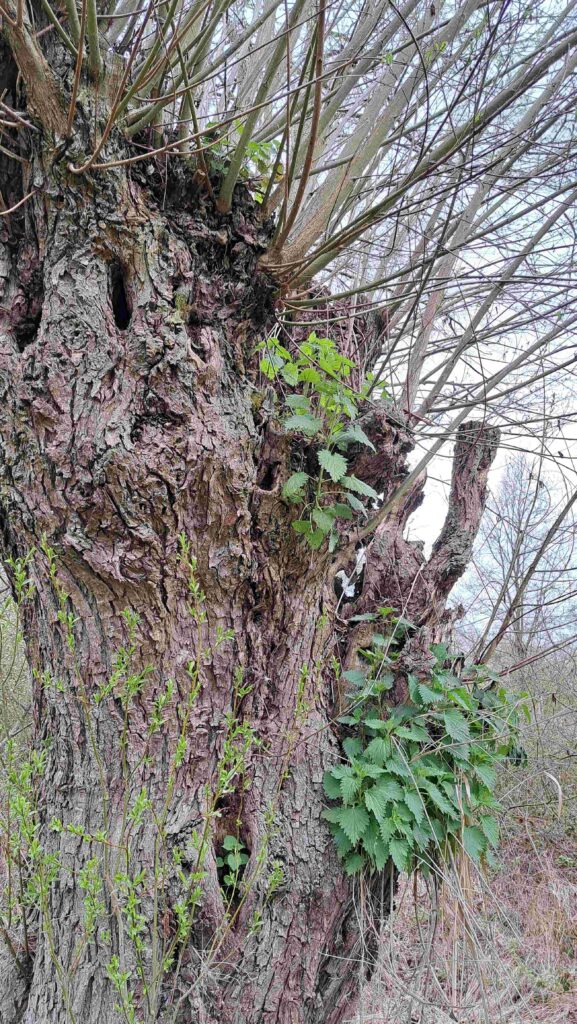 08 Matjes 260405 - Wild met brandnetels - foto Kees