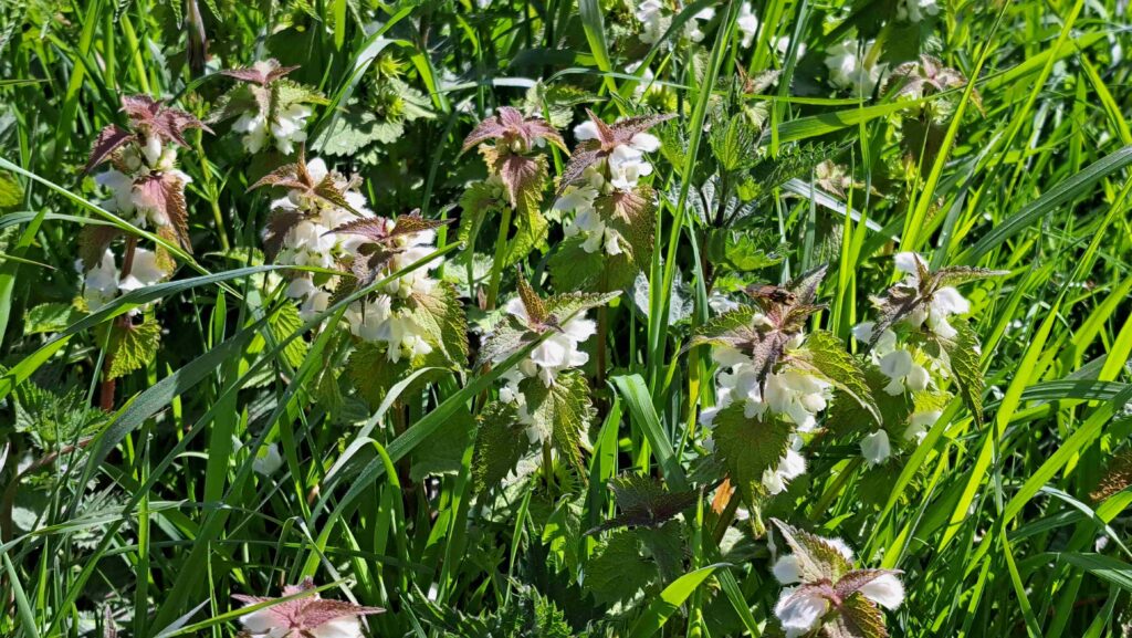 09 260425 Lage Vuchtpolder Breda - Witte dovenetel - Kees