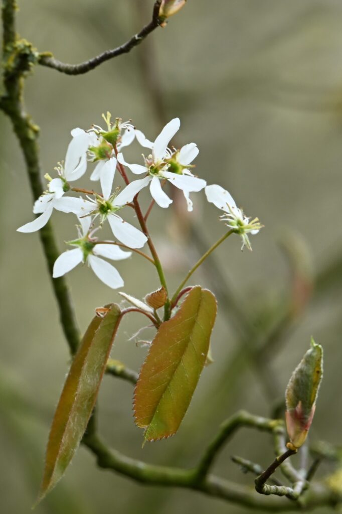 09 Matjes 260405 - Krentenboom (bloei) - foto Kees